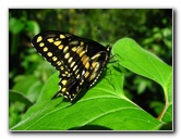Fincas-Naturales-Butterfly-Garden-Costa-Rica-083