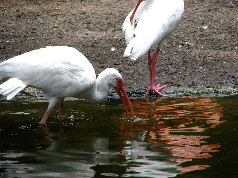 Flamingo-Gardens-Davie-FL-021