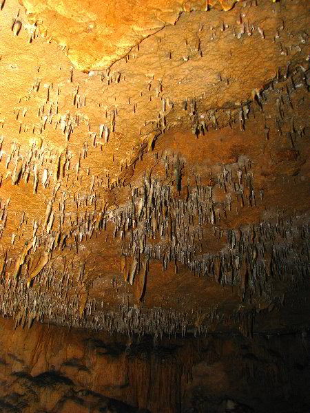 Florida-Caverns-State-Park-Marianna-FL-064