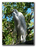Florida-Keys-Wild-Bird-Center-Tavernier-FL-018
