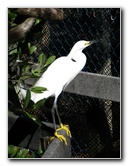 Florida-Keys-Wild-Bird-Center-Tavernier-FL-026