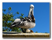 Florida-Keys-Wild-Bird-Center-Tavernier-FL-027