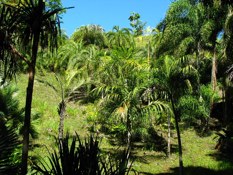 Garden-of-the-Sleeping-Giant-Nadi-Viti-Levu-Fiji-054
