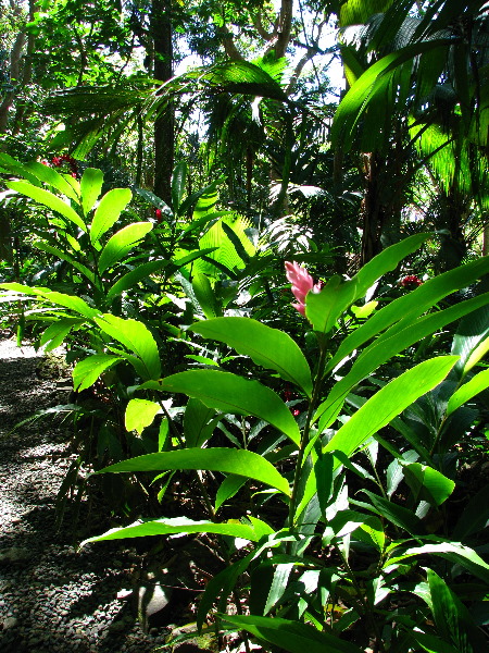 Garden-of-the-Sleeping-Giant-Nadi-Viti-Levu-Fiji-056