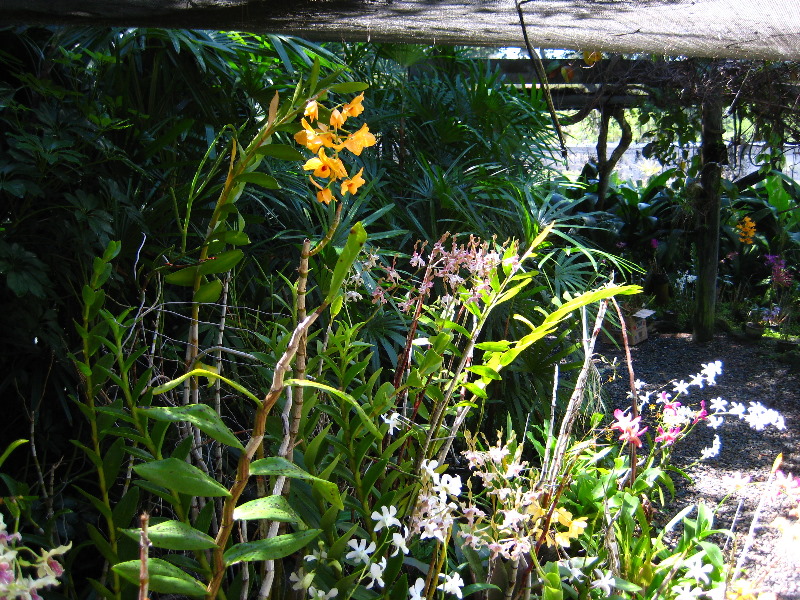 Garden-of-the-Sleeping-Giant-Nadi-Viti-Levu-Fiji-127