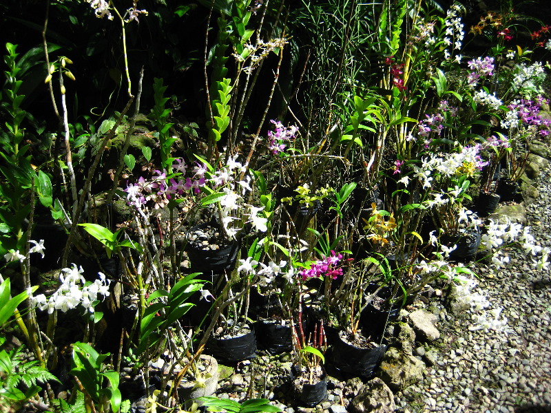 Garden-of-the-Sleeping-Giant-Nadi-Viti-Levu-Fiji-141