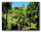 Garden-of-the-Sleeping-Giant-Nadi-Viti-Levu-Fiji-054