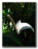 Garden-of-the-Sleeping-Giant-Nadi-Viti-Levu-Fiji-075