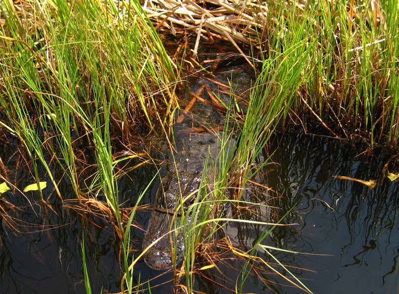 Gator-Park-Airboat-Ride-006