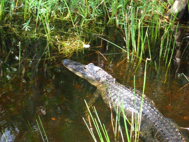 Gator-Park-Airboat-Ride-019