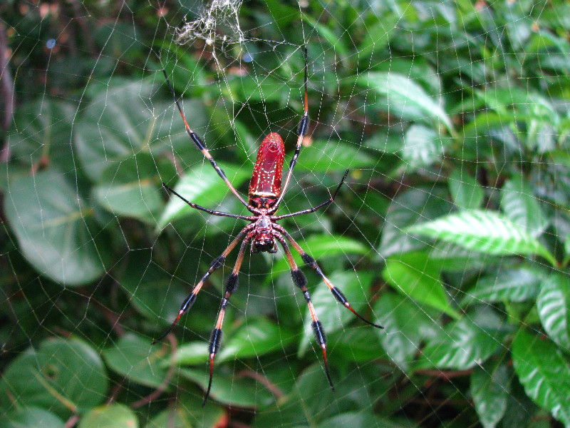 Golden-Silk-Banana-Spiders-Red-Reef-Park-Boca-Raton-FL-012