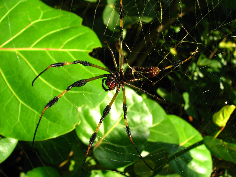 Golden-Silk-Banana-Spiders-Red-Reef-Park-Boca-Raton-FL-014