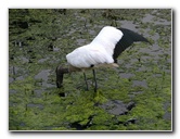 Green-Cay-Wetlands-Boynton-Beach-FL-069