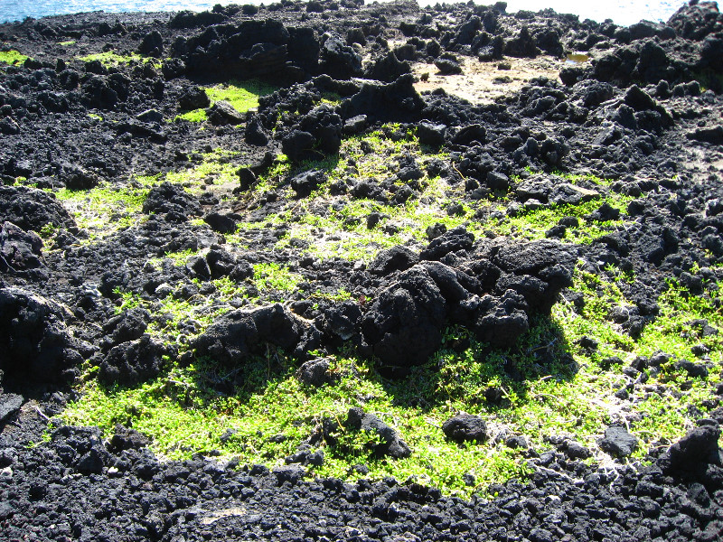 Green-Sand-Beach-South-Point-Big-Island-Hawaii-033