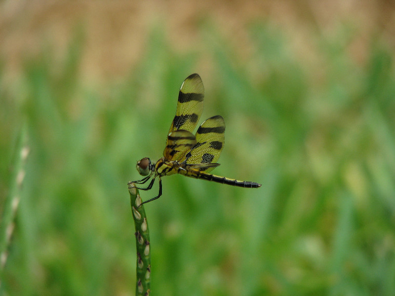 Halloween-Pennant-Dragonflies-Boca-Raton-FL-004