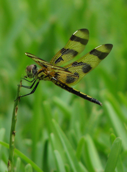 Halloween-Pennant-Dragonflies-Boca-Raton-FL-008