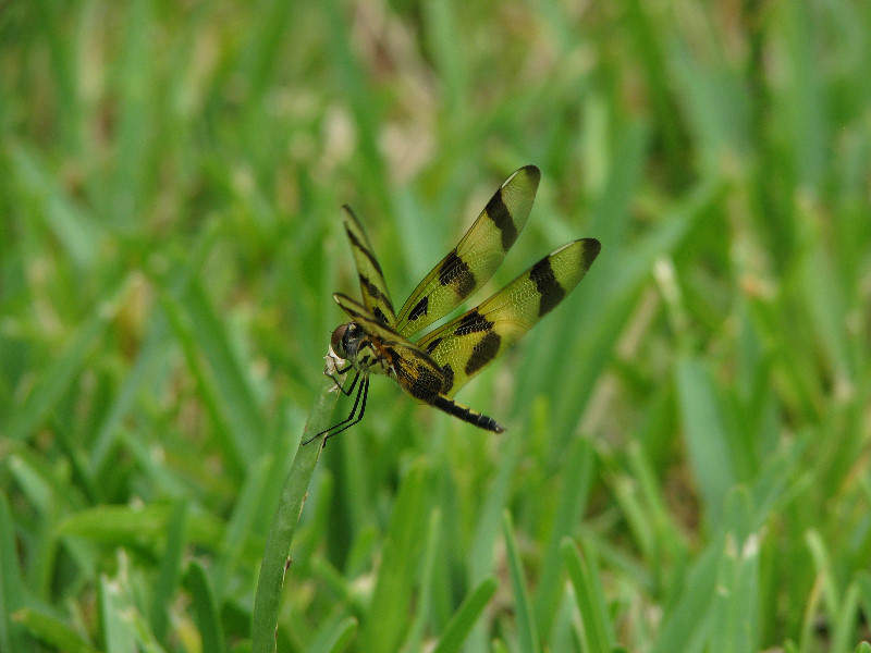Halloween-Pennant-Dragonflies-Boca-Raton-FL-017