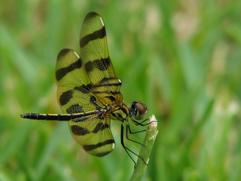 Halloween-Pennant-Dragonflies-Boca-Raton-FL-020