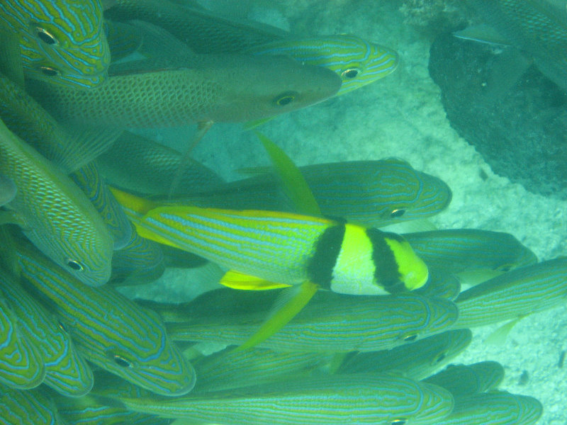 John-Pennekamp-Coral-Reef-Park-Snorkeling-Tour-065
