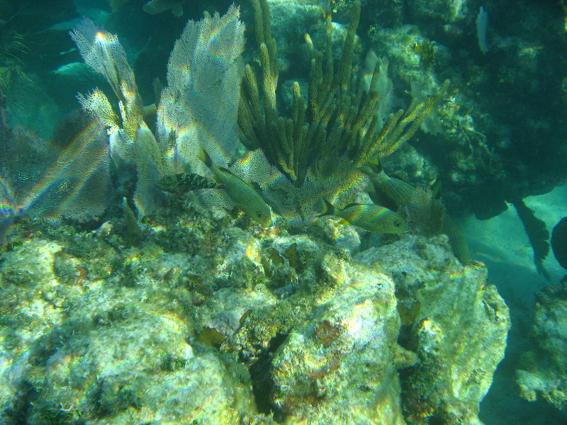 John-Pennekamp-Coral-Reef-Park-Snorkeling-Tour-076
