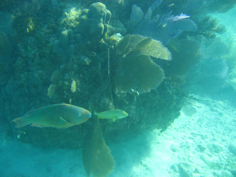John-Pennekamp-Coral-Reef-Park-Snorkeling-Tour-221
