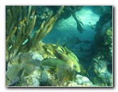 John-Pennekamp-Coral-Reef-Park-Snorkeling-Tour-080