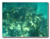 John-Pennekamp-Coral-Reef-Park-Snorkeling-Tour-102
