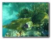 John-Pennekamp-Coral-Reef-Park-Snorkeling-Tour-105
