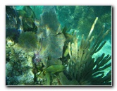 John-Pennekamp-Coral-Reef-Park-Snorkeling-Tour-127