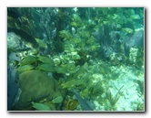 John-Pennekamp-Coral-Reef-Park-Snorkeling-Tour-184