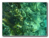 John-Pennekamp-Coral-Reef-Park-Snorkeling-Tour-232