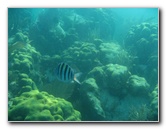 John-Pennekamp-Coral-Reef-Park-Snorkeling-Tour-263