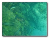 John-Pennekamp-Coral-Reef-Park-Snorkeling-Tour-280