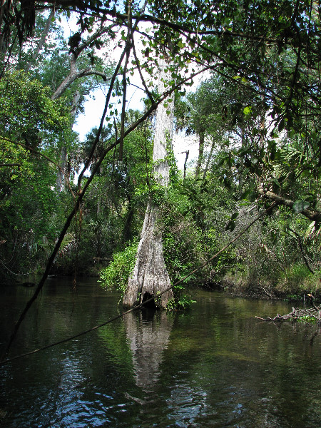  Springs Canoe Run in Ocala National Forest, Silver Springs, Florida