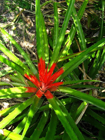 Kanapaha-Botanical-Gardens-082