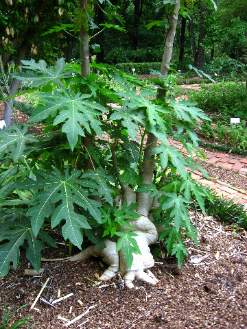 Kanapaha-Botanical-Gardens-122
