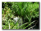 Kanapaha-Botanical-Gardens-063