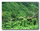 Lavena-Coastal-Walk-Bouma-National-Park-Taveuni-Fiji-090