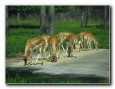 Lion-Country-Safari-Palm-Beach-County-FL-021