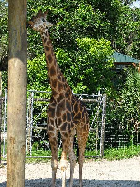 Lowry-Park-Zoo-Tampa-FL-084