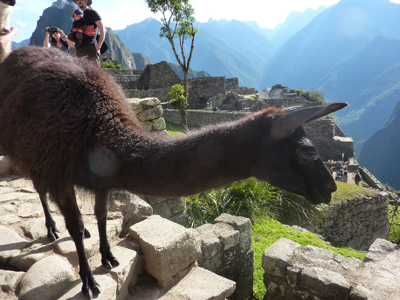 Machu-Picchu-Inca-Trail-Peru-South-America-039
