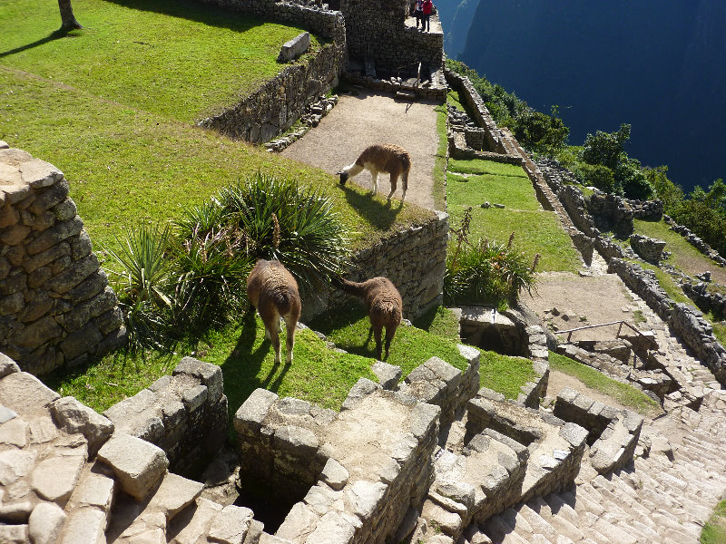 Machu-Picchu-Inca-Trail-Peru-South-America-051