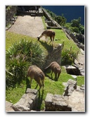Machu-Picchu-Inca-Trail-Peru-South-America-050