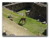 Machu-Picchu-Inca-Trail-Peru-South-America-076