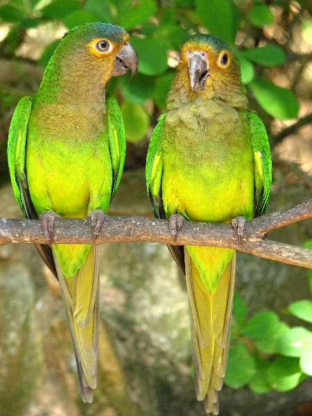 Laberinto-Tropical-Parrots