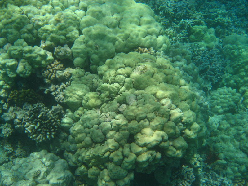 Mauna-Kea-Beach-Snorkeling-Kohala-Coast-Big-Island-Hawaii-093