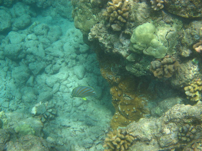 Mauna-Kea-Beach-Snorkeling-Kohala-Coast-Big-Island-Hawaii-112