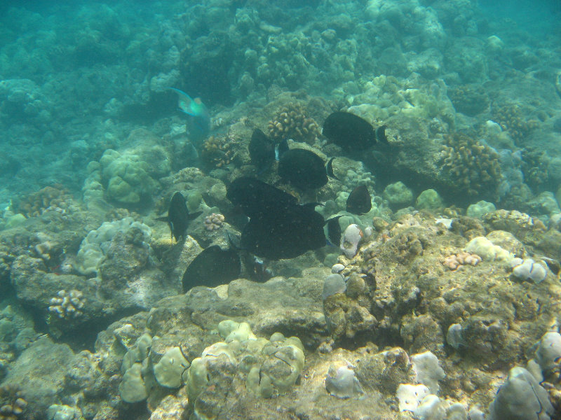 Mauna-Kea-Beach-Snorkeling-Kohala-Coast-Big-Island-Hawaii-139