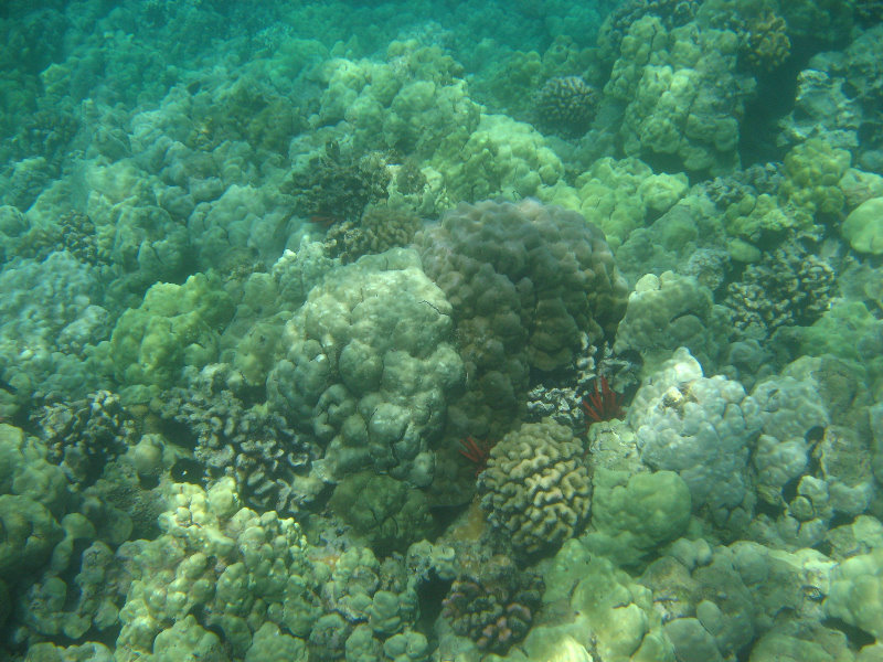 Mauna-Kea-Beach-Snorkeling-Kohala-Coast-Big-Island-Hawaii-149