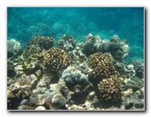 Mauna-Kea-Beach-Snorkeling-Kohala-Coast-Big-Island-Hawaii-058